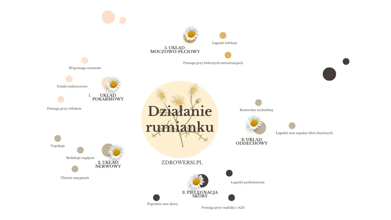 Rumianek na co pomaga: układowi pokarmowemu, nerwowemu, skórze, oddechowemu i moczowo-płciowemu.