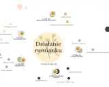 Rumianek na co pomaga: układowi pokarmowemu, nerwowemu, skórze, oddechowemu i moczowo-płciowemu.